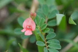 Image result for Indigofera astragalina