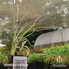 Image result for Tulbaghia cameronii