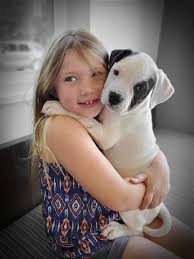 Looking for a white and brindle or spotted american bulldog puppy. American Bulldog Puppies For Sale Big Rock Bulldogs