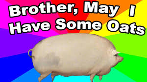 What Is Brother May I Have Some Oats The History And Origin Of The Pig Oats Meme Youtube