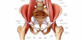 Many people have weak or inflexible hips due to excessive sitting and too little exercise. The Hip Flexor Complex Cms Fitness Courses