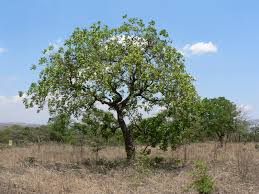 Image result for Zanha africana