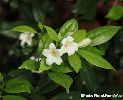 Image result for Murraya paniculata
