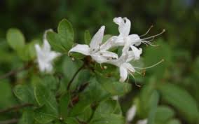 Surprise your loved ones with a fresh proflowers® flower delivery. Shrub Cape Cod Native Plants