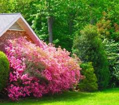Decoration Jardin Pas Cher A Faire Soi Meme En Beton Coule Arbustes A Fleurs Arbuste Jardins
