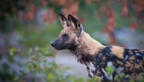 Where do african wild dogs live? African Animal Facts Interesting Facts About Wild Dogs