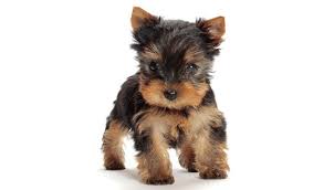 A puppy can complete your family, whether it's a family of one or six. Available Yorkie Puppies Southern Yorkies