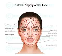 Facial Anatomy Bundle