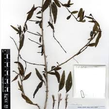 Image result for Isoglossa perdita