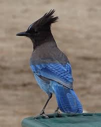 Colorful Bird With Big Feathers Local Feathers Funny Birds Colorful Birds Beautiful Birds