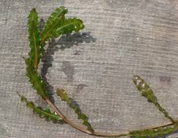 Image result for Potamogeton crispus