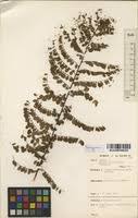 Image result for Phyllanthus nummulariifolius