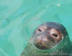 Omg Seal Stress Relief Animals Cute