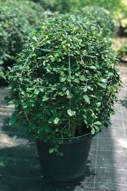 Another favorite bonsai is the fukien tea bonsai. Fukien Tea Tree Hedging Outdoor Plants Plantshop Me