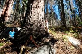 This giant kauri tree (agathis australis) is located in northland, new zealand's waipoua forest. Big Tree Hunters Add 3 Tahoe Area Sugar Pines To List Of Tallest In World