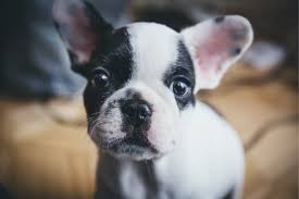 Check out the teardrop on the face of the puppy on the left. How Big Do French Bulldogs Get Are There Different Sizes