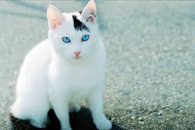 Check spelling or type a new query. White Cat Apoplectic Apostrophes