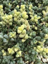 Echinus Maximilianus Corpuscularia Lehmannii Ice Plants Succulents Google Succulents Plants Garden Planting Succulents Succulents Plants