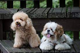 Poodle Vs Shih Tzu Which Breed Is Right For You Poodle Report