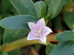 Image result for Sesuvium portulacastrum