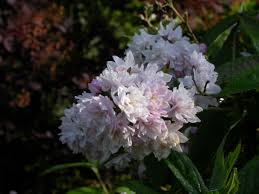 Image result for Deutzia hybrida Pink Pompon