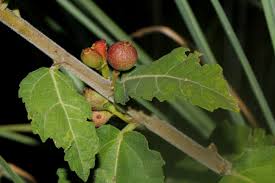 Image result for Ficus pygmaea