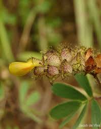 Image result for Smithia