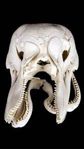 Reddit The Front Page Of The Internet Skull Bottlenose Dolphin Dolphins