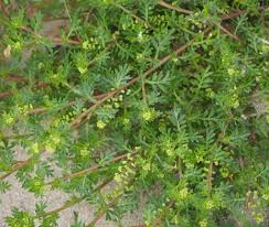 Image result for Coronopus