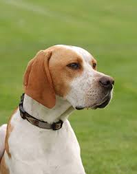 Black And White English Pointer Puppy How Do You Stand Up Against These Amazing Pups Check This Out English Pointer Dog English Pointer Puppy Pointer Dog