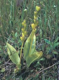 Image result for Liparis