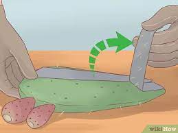 3 Ways To Extract Cactus Juice Wikihow