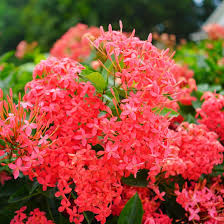 Image result for Ixora narcissodora