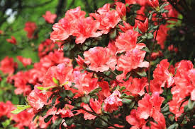 Flores Da Azalea Azalea Flower Flower Meanings Birth Flowers