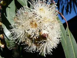 Image result for Eucalyptus citriodora