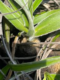 Image result for Xerophyta zambiana