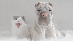 Can you work with someone you don't like? How To Collaborate With People You Don T Like