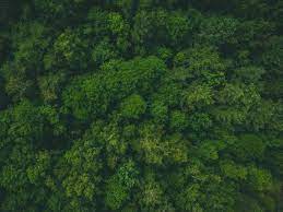 Green tree isolated on white background. Forest Green Aerial View Trees Treetops Background Toppng