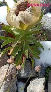 Check spelling or type a new query. Tian Shan Xue Lian Or The Snow Lotus China Plus Culture Facebook
