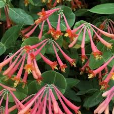 Image result for Lonicera confusa