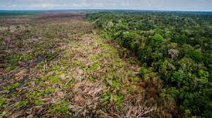 New Global Study Reveals The Staggering Loss Of Forests Caused By Industrial Agriculture Science Aaas