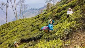 Tailor-Made India Holidays | Wild Frontiers
