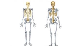 Anatomy charts, posters and prints. Http Www Fisiokinesiterapia Biz Download Skeletonp Pdf