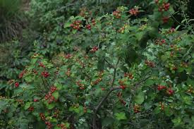 Image result for Rauvolfia afra