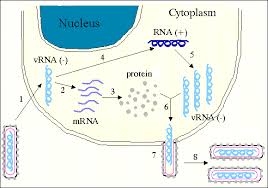 The structural basis of ebola viral pathogenesisair date: Ebola Classification And Taxonomy