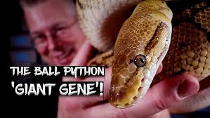 The Massive 'Volta' (Sub-Saharan) Ball Python!