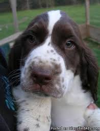 Liver and white springer spaniel puppy. Pin By Rita Mira On Puppies I Would Like To Own Springer Spaniel Springer Puppies Springer Spaniel Puppies