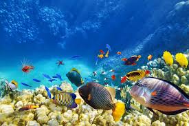 Check spelling or type a new query. Sejarah Dan Rekomendasi Ucapan Hari Laut Sedunia Kumparan Com