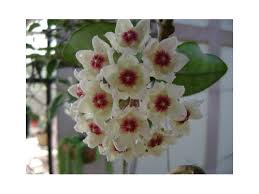 Beginner the waxy latin name: Hoya Carnosa Chelsea