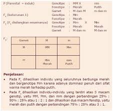 1 dihasilkan oleh keturunan f2 dari. Persilangan Monohibrid Dominan Edukasi News
